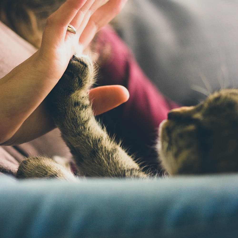 jonas-vincent-xulIYVIbYIc-unsplash Kitten high fiving