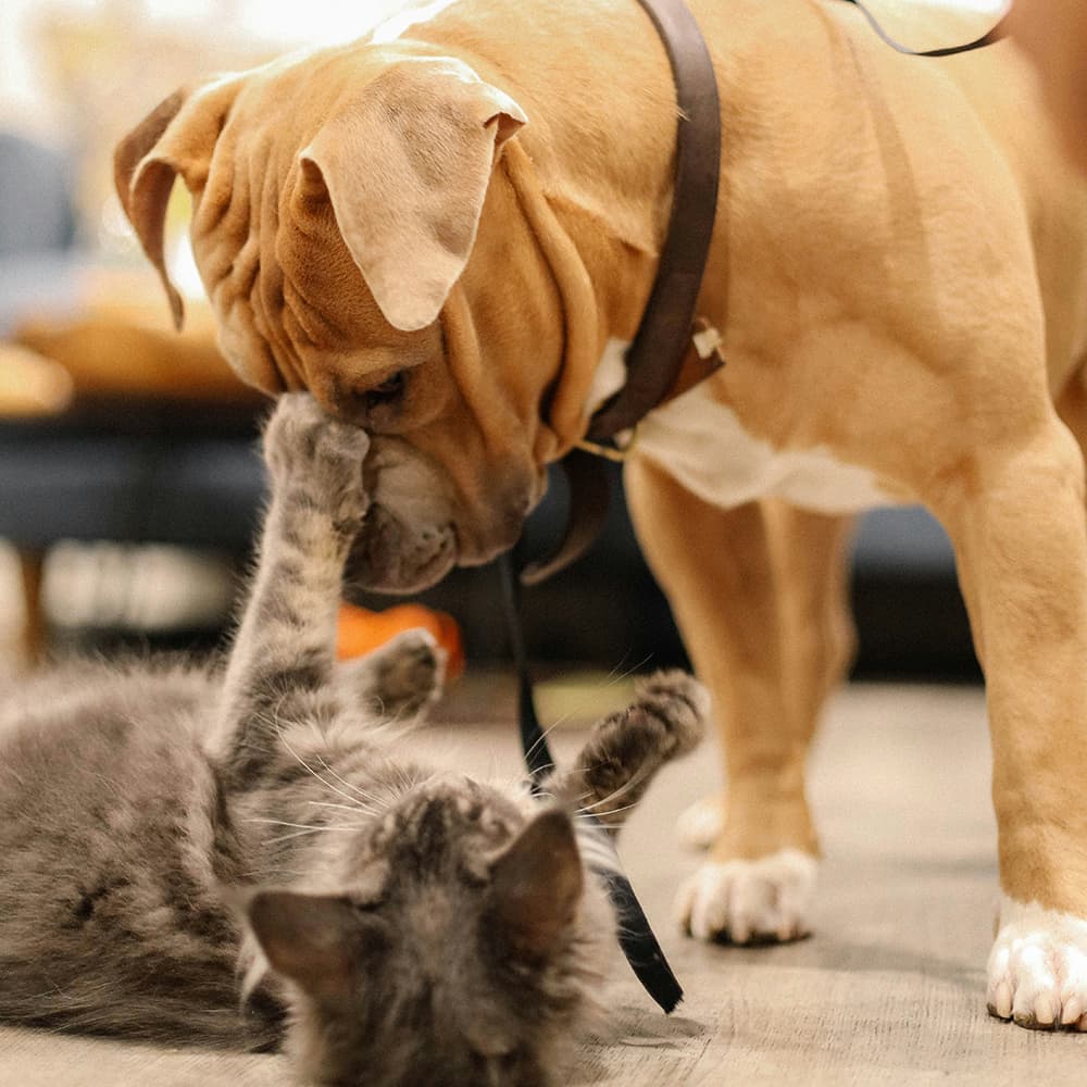 kevin-turcios-rls2bfqYh8E-unsplash Dog playing with cat