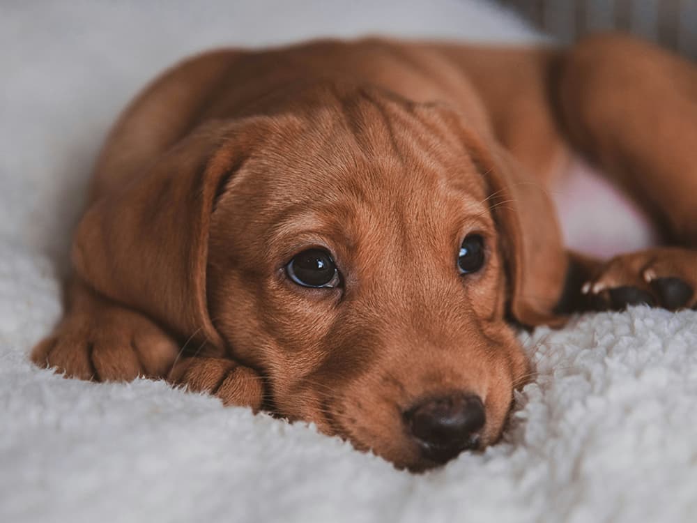nima naseri Cm sZkcIcvo unsplash