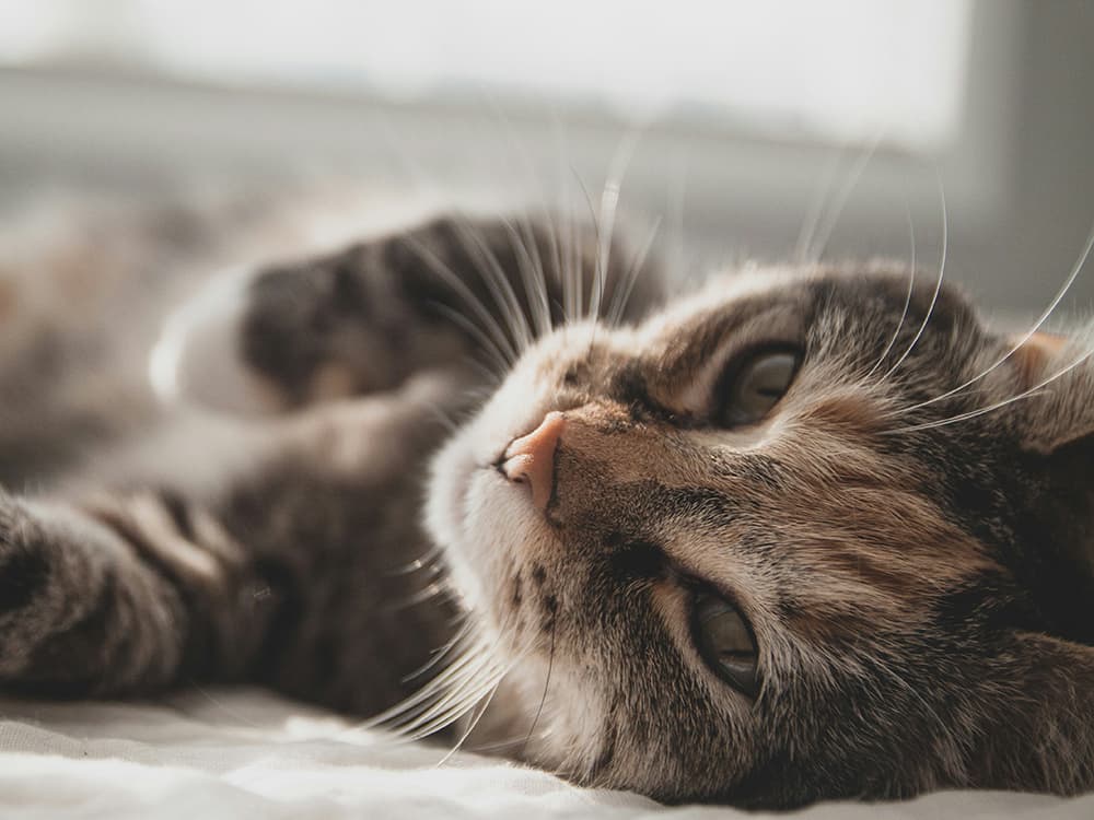 zeke tucker gSSK4u8yPpM unsplash